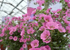 De Elegant Princess Oostani, een mooi sierboompje met felle roze bloemen.